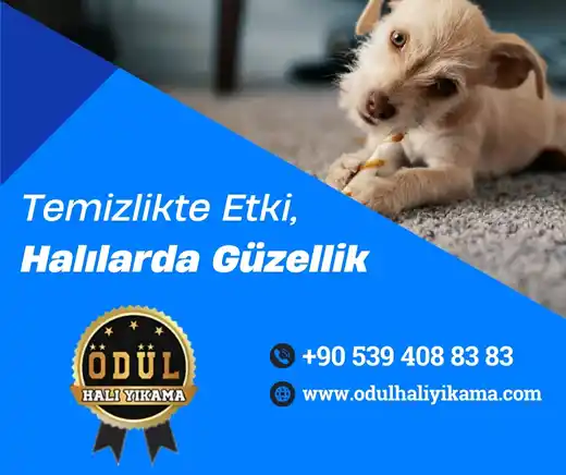 Ödül Halı Yıkama İletişim
